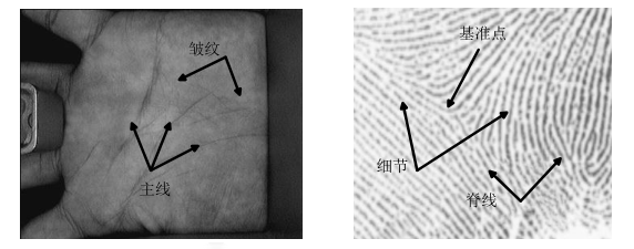 高光谱图像的掌纹融合识别与应用